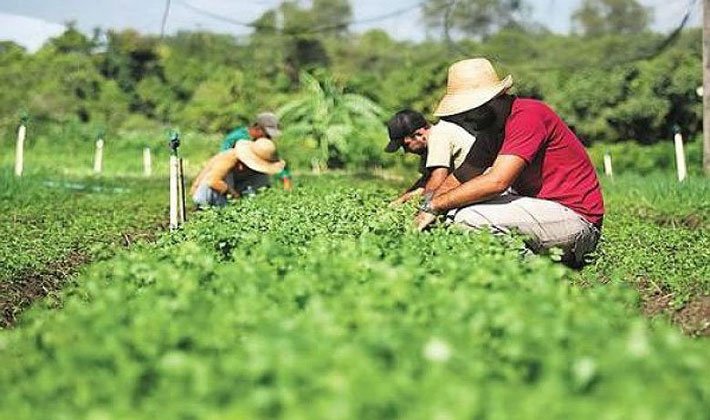 Vagas de Empregos na Agencia do SINE Santo Angelo RS para quinta-feira 23 de julho de 2020 aquitemtrabalho.com.br